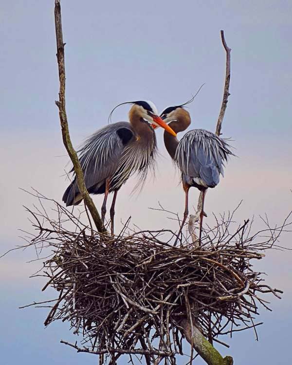 Created with Corel PaintShop Pro by Bob Rupp