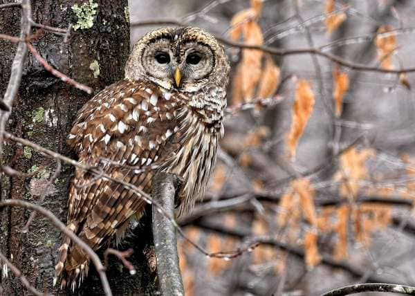 Created with Corel PaintShop Pro by Dale M Wiley