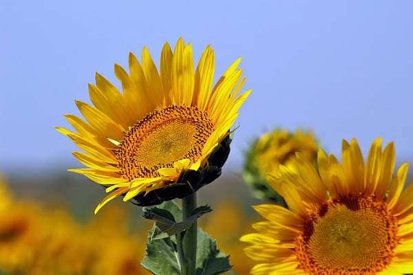 Created with Corel PaintShop Pro by Tony Huffaker