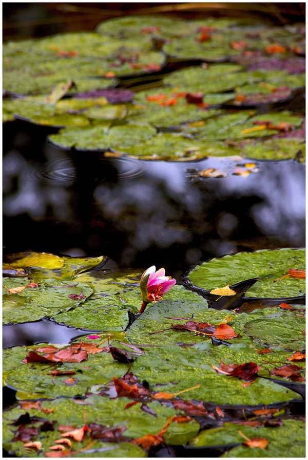 Created with Corel PaintShop Pro by Wayne Wright