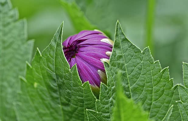 Created with Corel PaintShop Pro by ALLAN HALLSSON