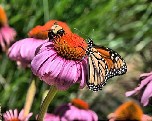 Created with Corel PaintShop Pro by BERNIE GELLMAN