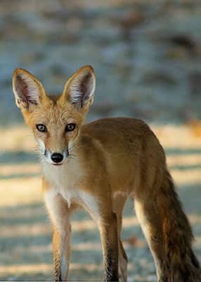 Created with Corel PaintShop Pro by CARL JUNCTION