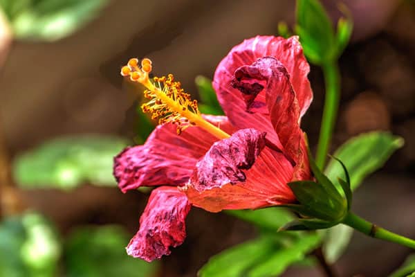 Created with Corel PaintShop Pro by CHARLES A. GALLOZZI