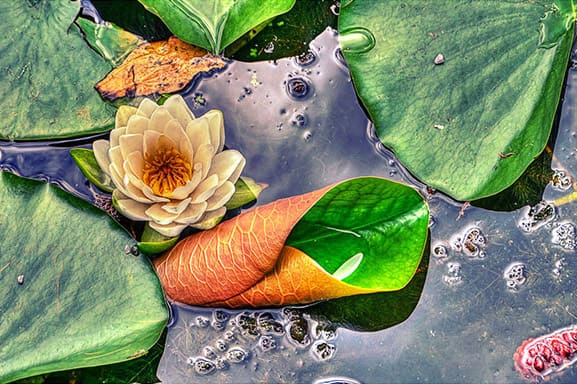 Created with Corel PaintShop Pro by CHARLES A. GALLOZZI