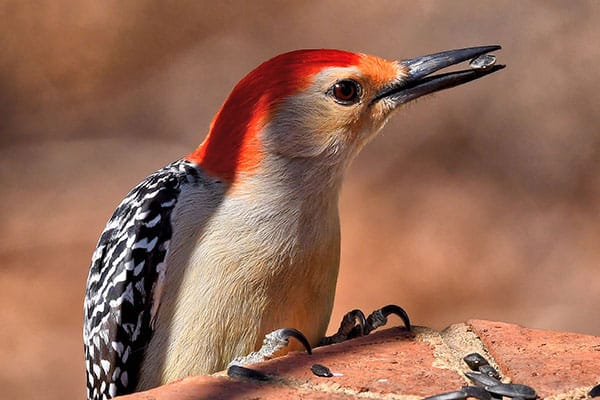 Created with Corel PaintShop Pro by DALE WILEY