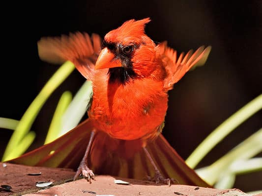 Created with Corel PaintShop Pro by DALE WILEY