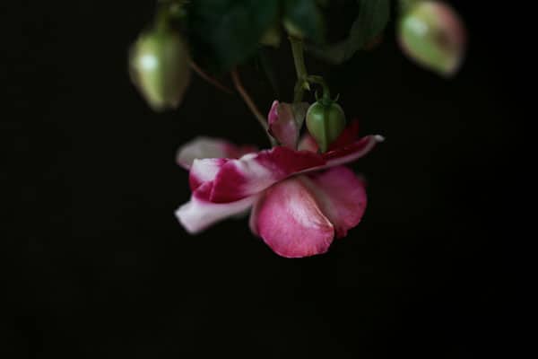 Created with Corel PaintShop Pro by ELIZABETH WHITSON