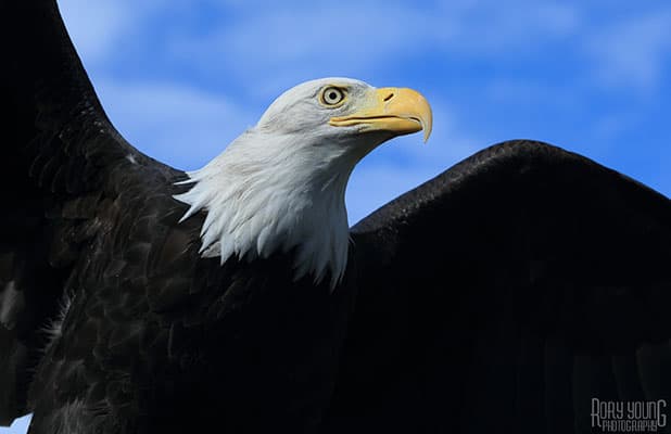 Created with Corel PaintShop Pro by RORY YOUNG