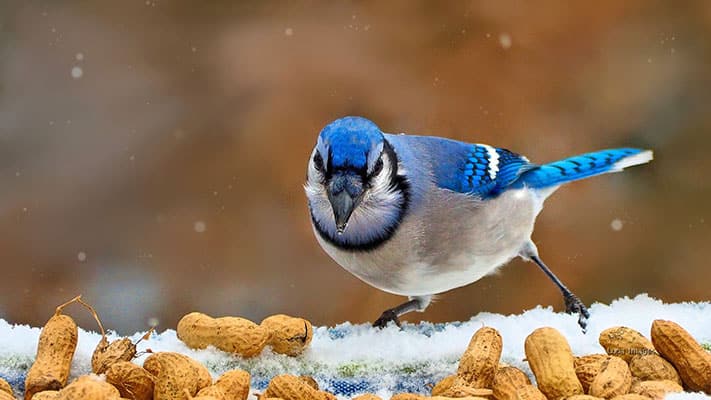 Created with Corel PaintShop Pro by SUZANN HALLMAN