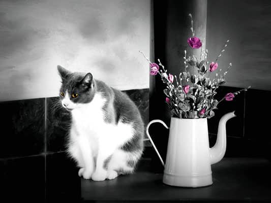 Created with Corel PaintShop Pro by SUZANN RODGERS